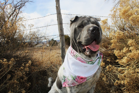 Updating the Genital Florals Bandana Images & Announcing Shamus!